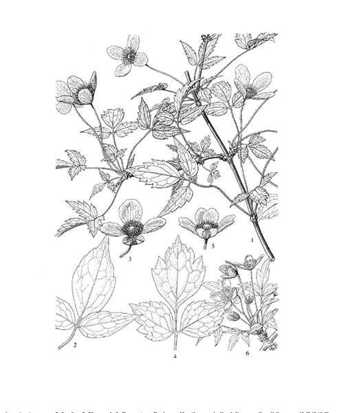 Natural compounds from  Clematis montana